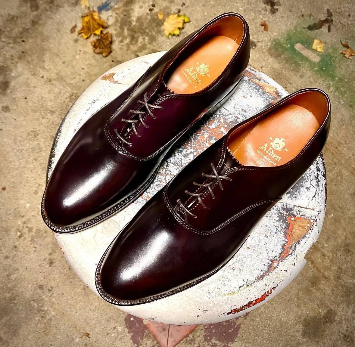 934 - Plain Toe Bal in Color 8 Shell - Image 3